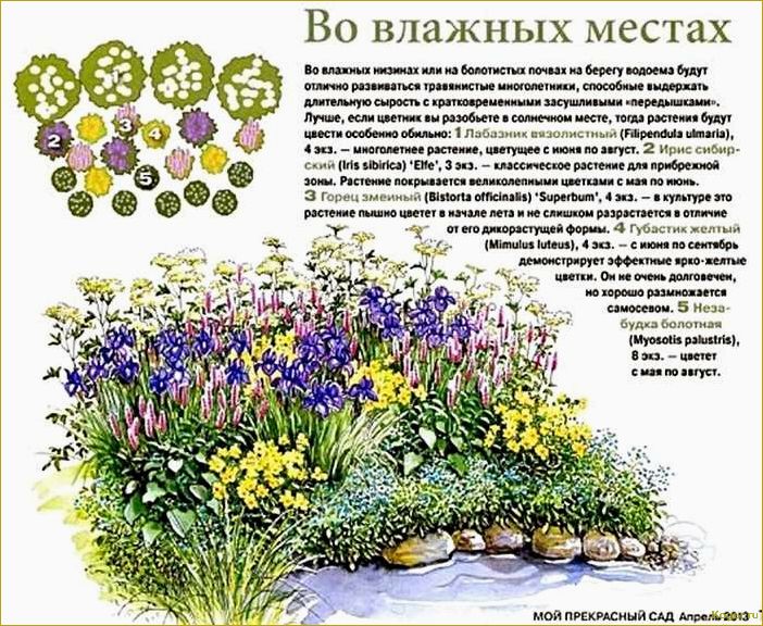 Ирис, пион и хризантема: красивые и долговечные цветы для сада и огорода