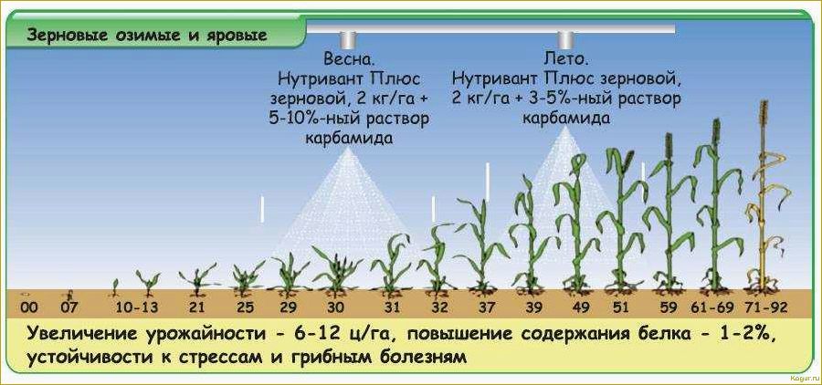Важность удобрений для озимой пшеницы: преимущества и необходимость