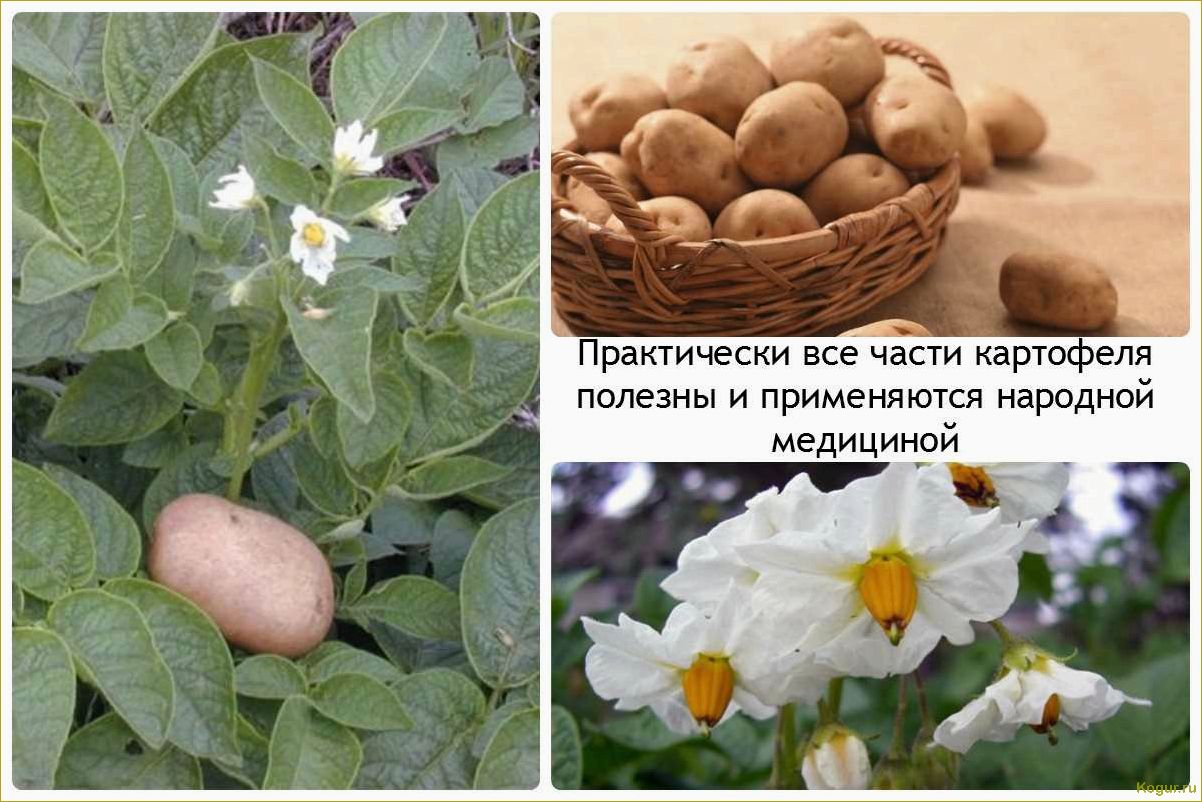 Польза и вред картофеля, его сока, крахмала, отвара, ростков