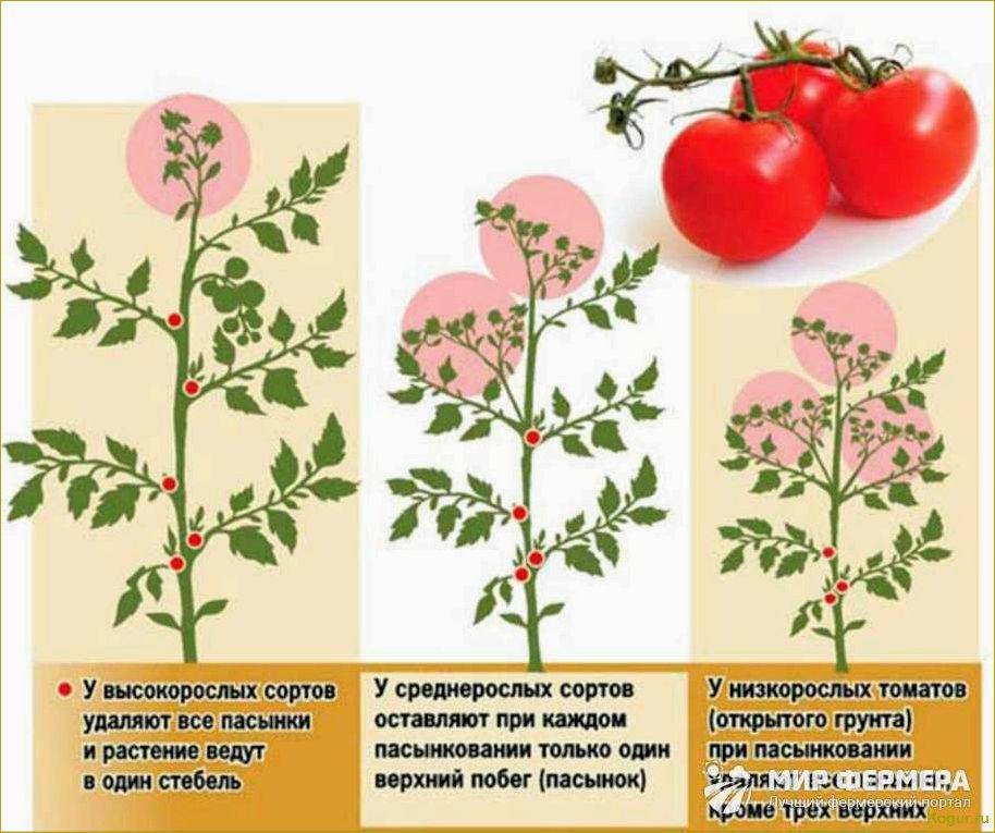 Помидор Рио Гранде — секреты получения щедрого урожая