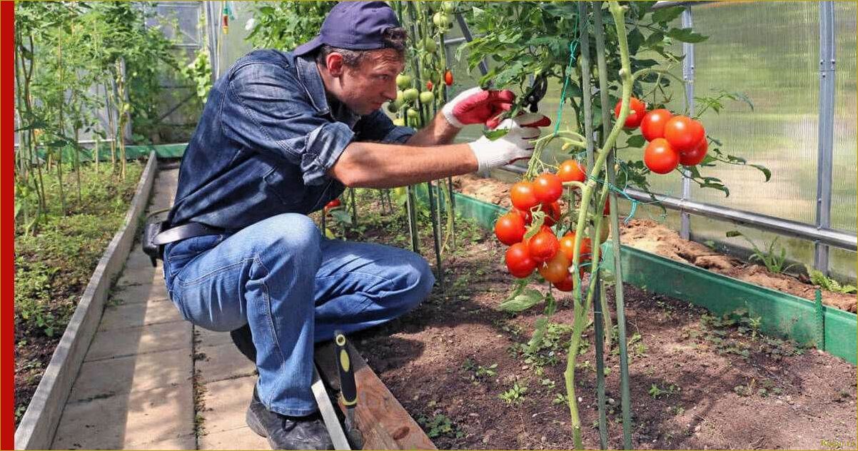 Помидор Рио Гранде — секреты получения щедрого урожая