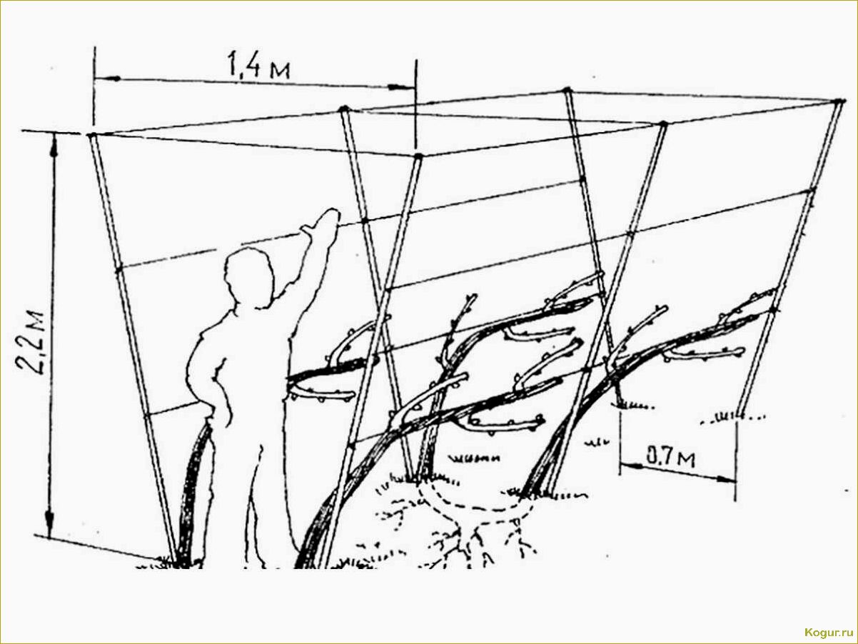Как сделать шпалеры для винограда своими руками