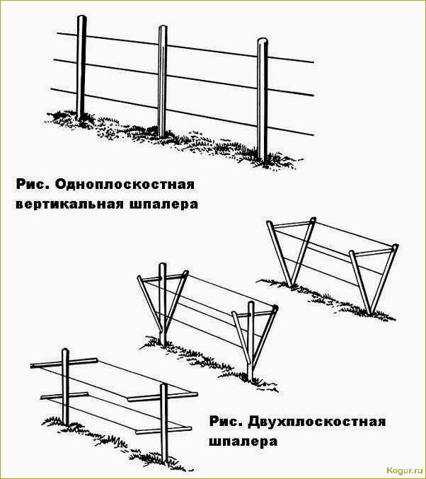 Как сделать шпалеры для винограда своими руками