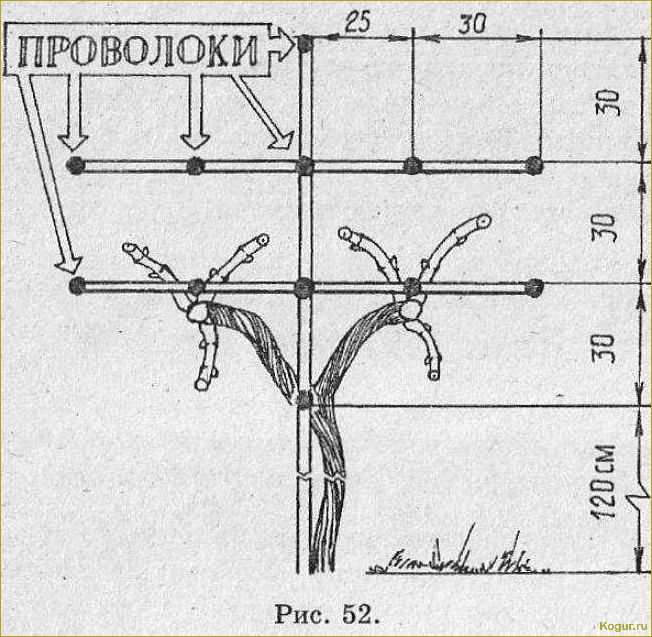 Как сделать шпалеры для винограда своими руками