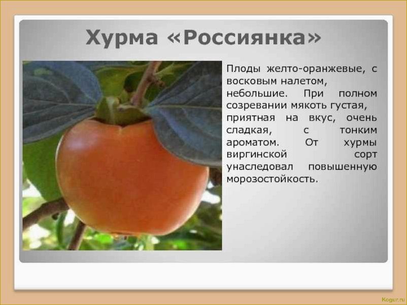 Солнечный и сладкий томат Хурма: подробное описание сорта и его характеристики