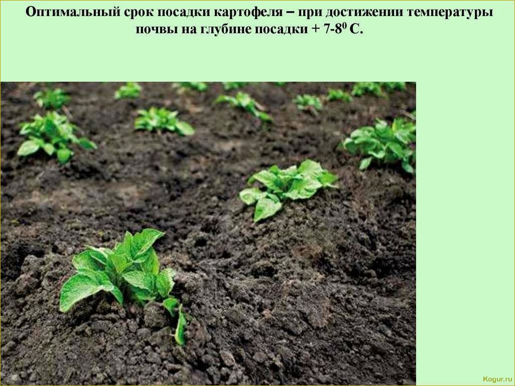 Современные методы и технологии выращивания картофеля