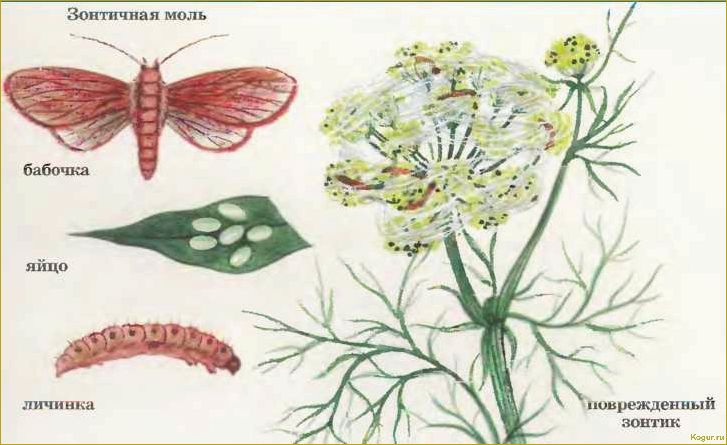 Вредители укропа и методы их контроля