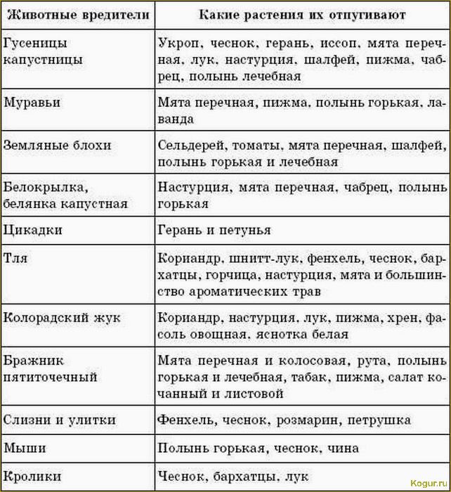 Вредители укропа и методы их контроля