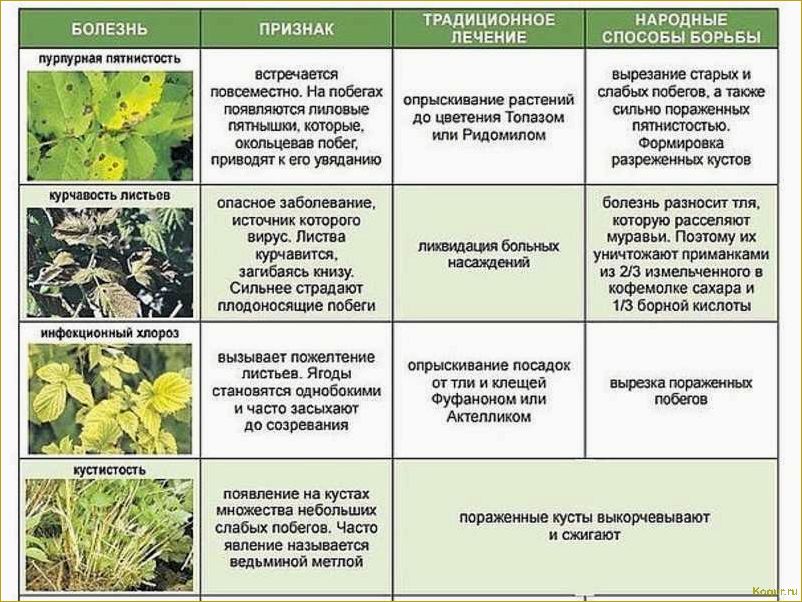 Вредители укропа и методы их контроля