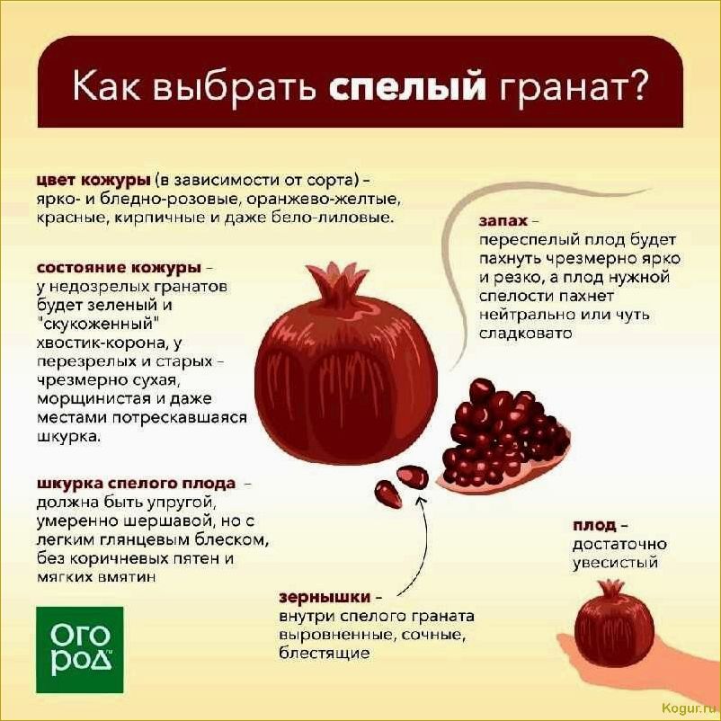 Как определить спелость помело и выбрать самый вкусный и сладкий плод