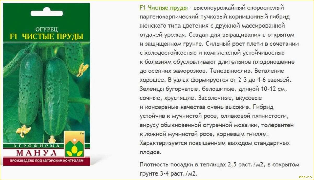 Выбирайте для своих грядок партенокарпический сорт огурцов Настоящий полковник