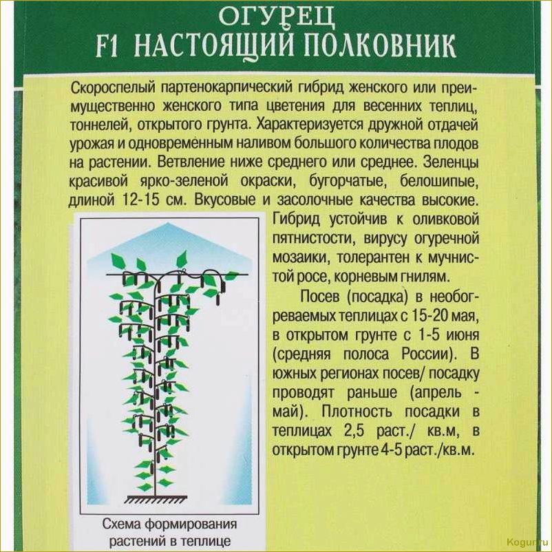 Выбирайте для своих грядок партенокарпический сорт огурцов Настоящий полковник