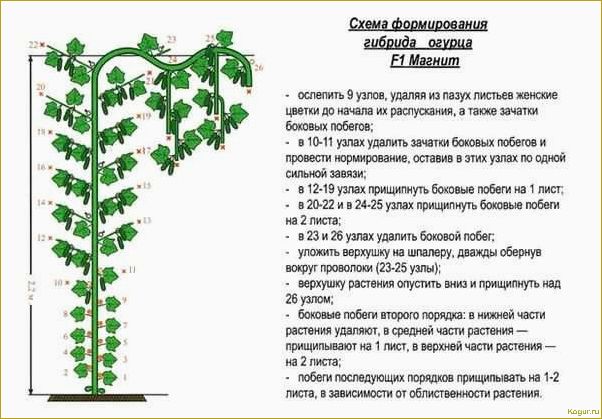 Выбирайте для своих грядок партенокарпический сорт огурцов Настоящий полковник