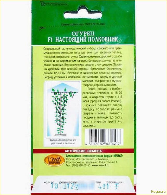 Выбирайте для своих грядок партенокарпический сорт огурцов Настоящий полковник
