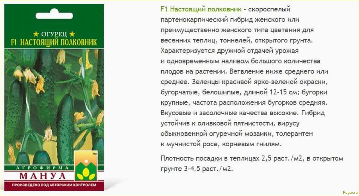 Выбирайте для своих грядок партенокарпический сорт огурцов Настоящий полковник