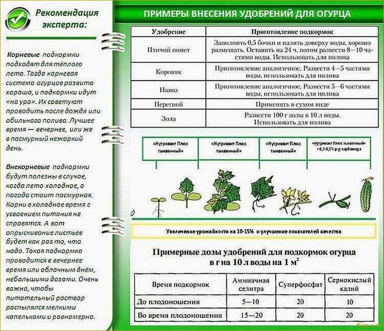 Как правильно удобрять огурцы после посадки в открытый грунт