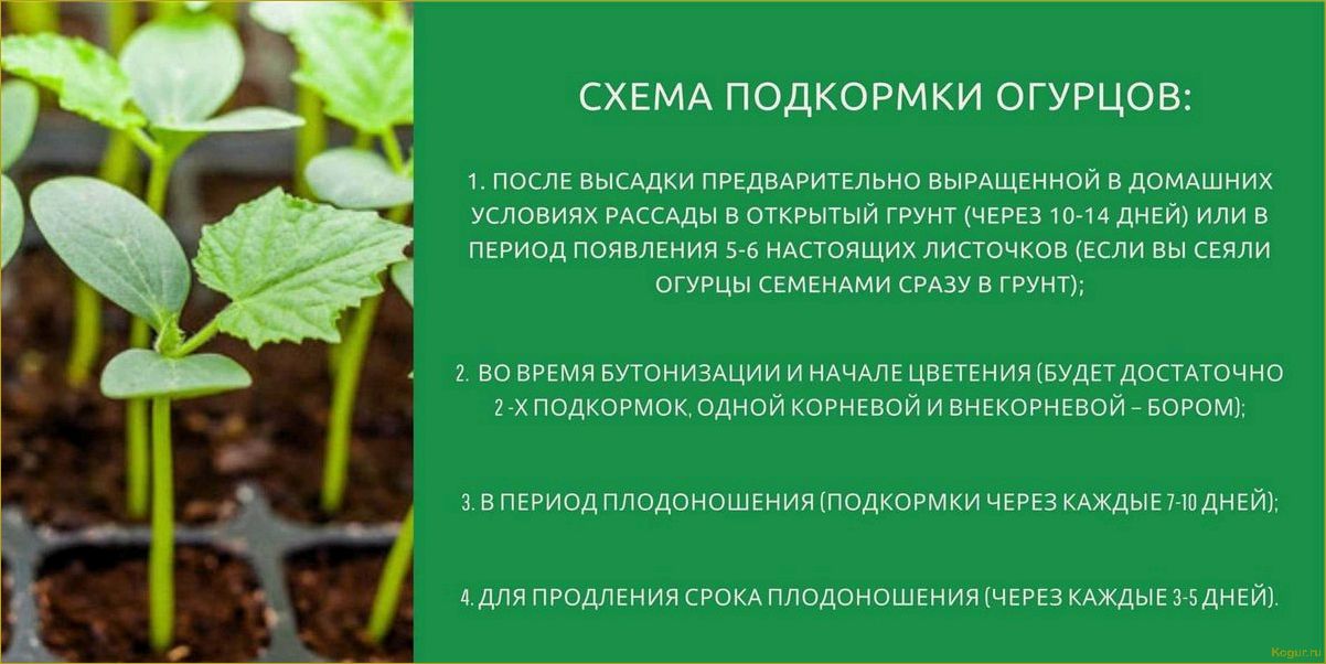 Как правильно удобрять огурцы после посадки в открытый грунт