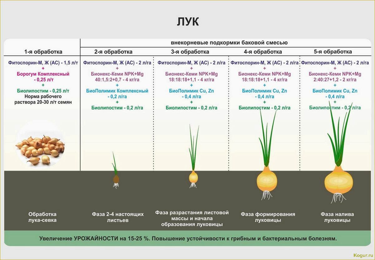 Как правильно удобрять огурцы после посадки в открытый грунт