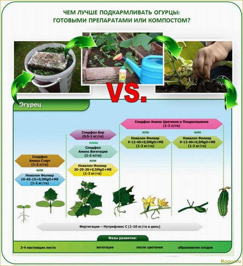 Как правильно удобрять огурцы после посадки в открытый грунт