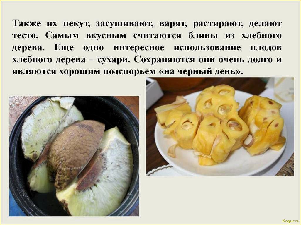 Что называют хлебным деревом