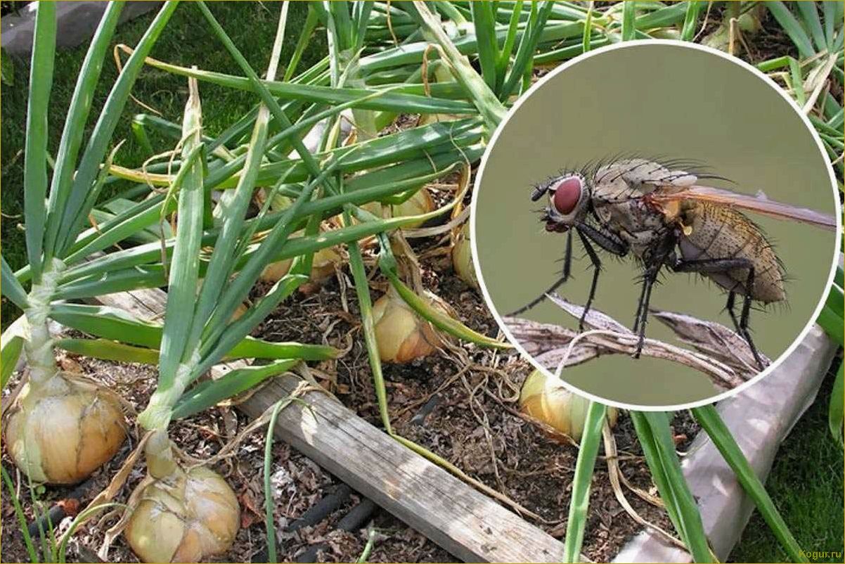 Способы борьбы с луковой мухой: эффективные методы и советы