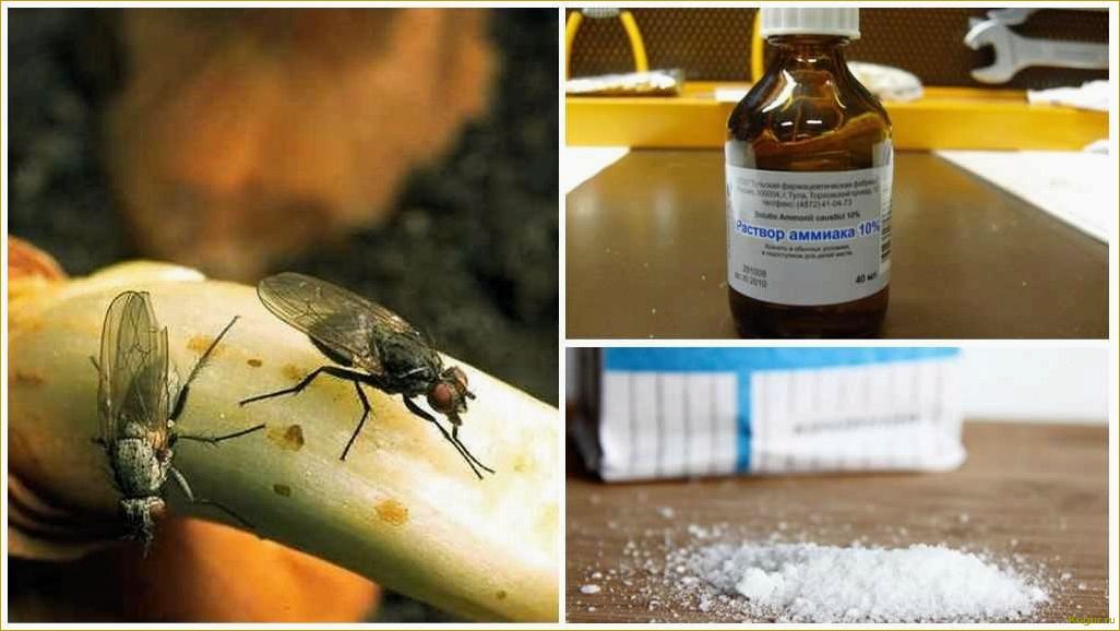 Способы борьбы с луковой мухой: эффективные методы и советы