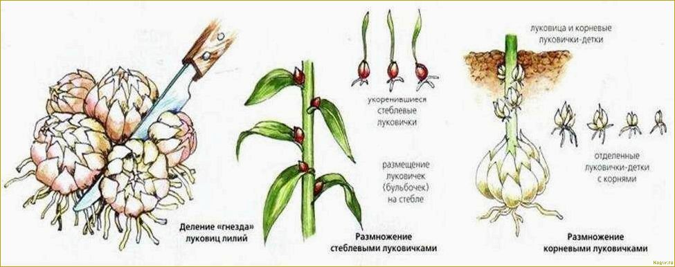 Гладиолус — посадка и уход в открытом грунте, лучшие сорта, размножение цветка и болезни
