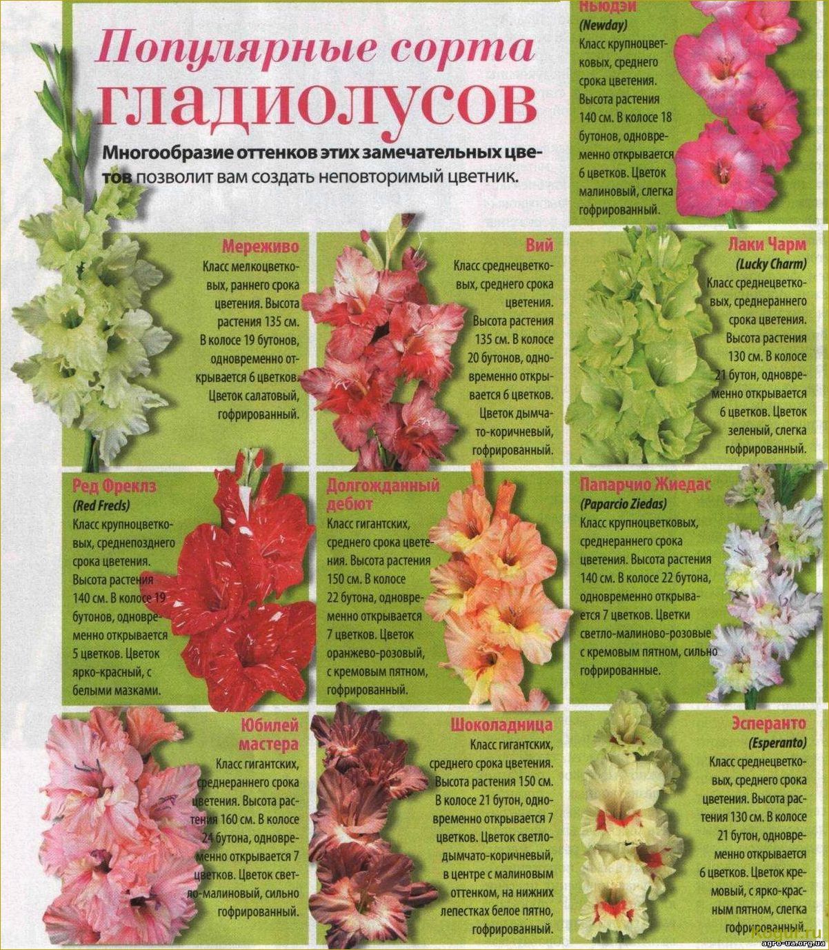 Гладиолус — посадка и уход в открытом грунте, лучшие сорта, размножение цветка и болезни