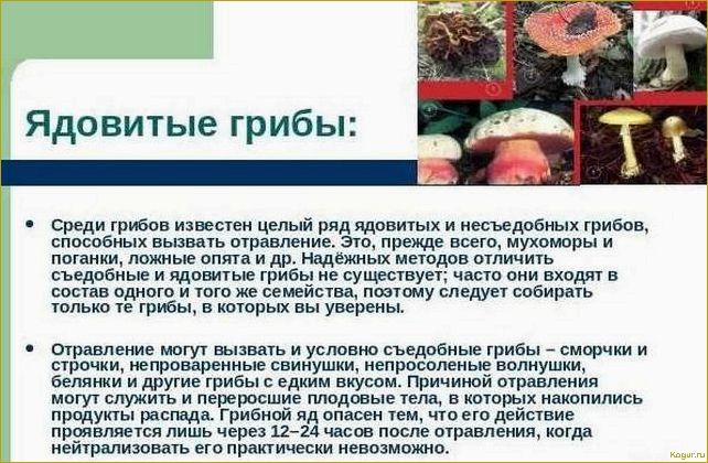 Все о несъедобных грибах: необходимая информация