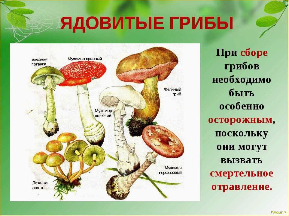 Все о несъедобных грибах: необходимая информация