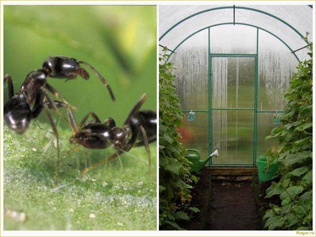 Как избавиться от муравьев в теплице: эффективные методы и советы бывалых огородников