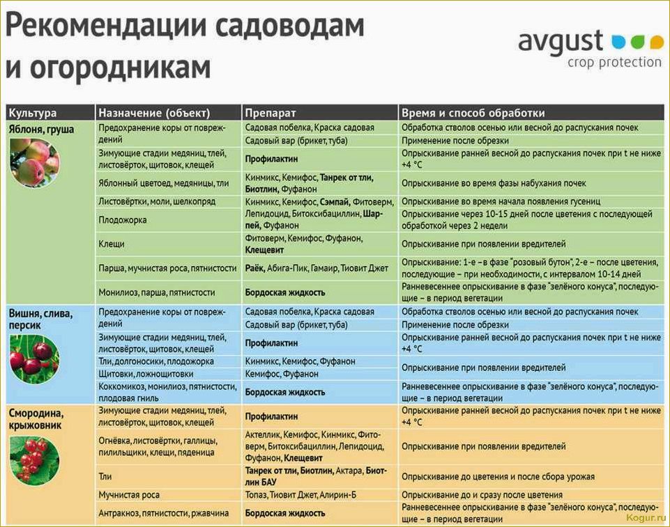 Как лечить монилиоз вишни, чтобы сохранить урожай и дерево?