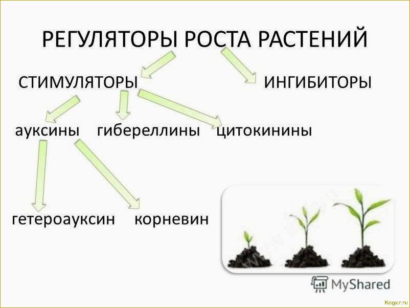 Регулятор роста растений Коренастый: принципы работы и применение