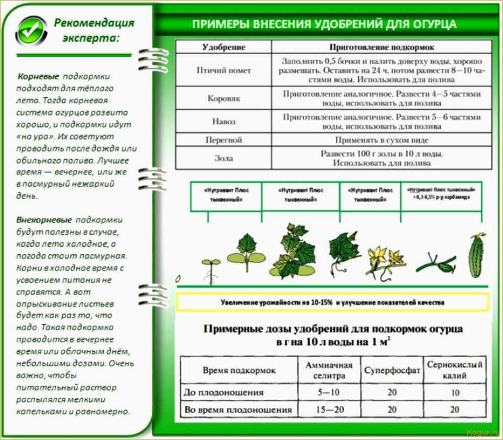 Круглогодичное выращивание огурцов в теплице