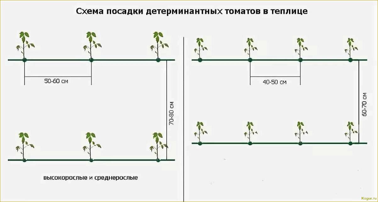 Круглогодичное выращивание огурцов в теплице