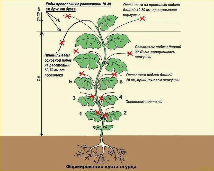 Как сформировать куст огурца в теплице правильно
