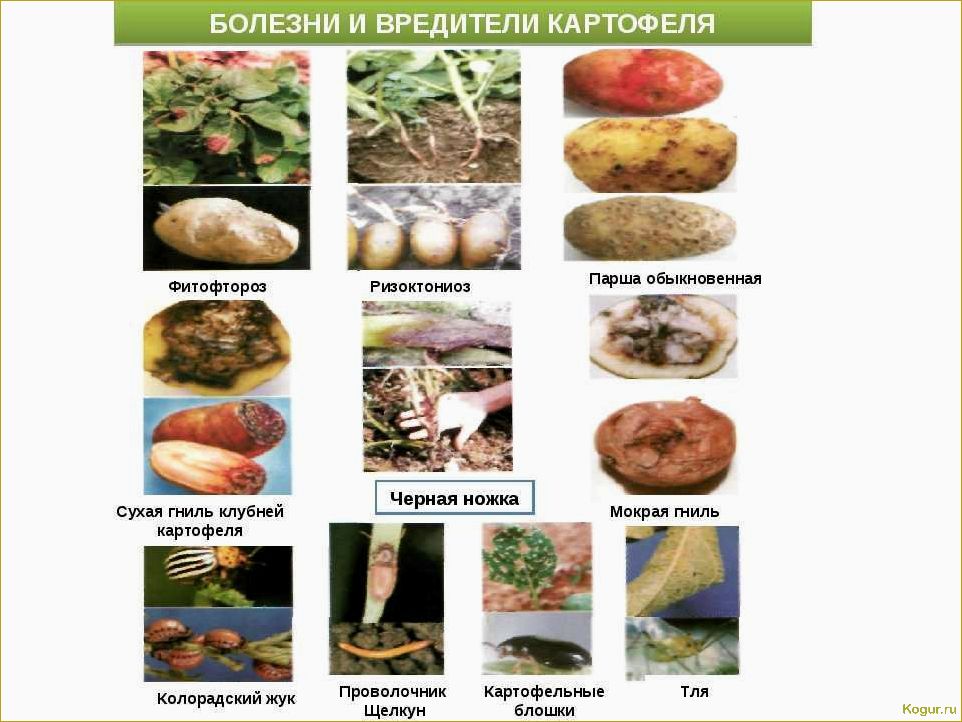 Болезни картофеля: описание и способы борьбы