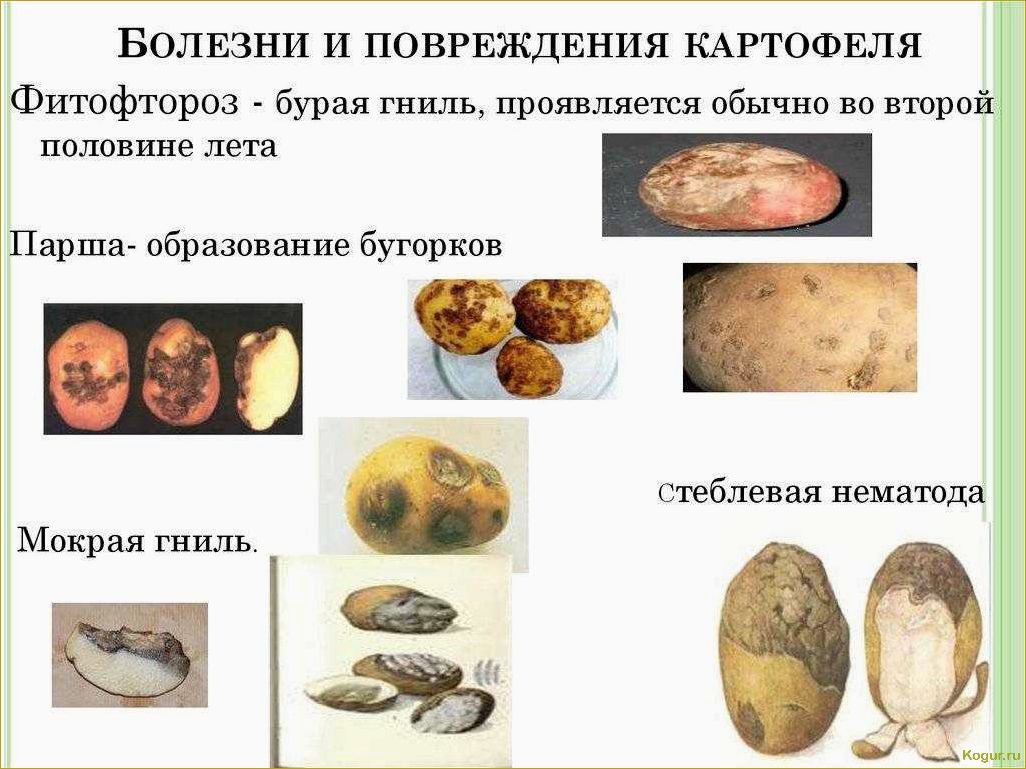 Болезни картофеля: описание и способы борьбы