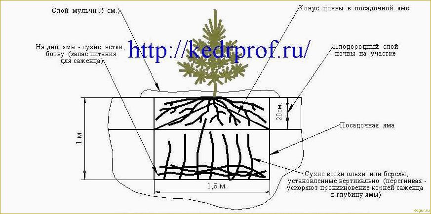 Пихта: посадка и уход за растением в открытом грунте