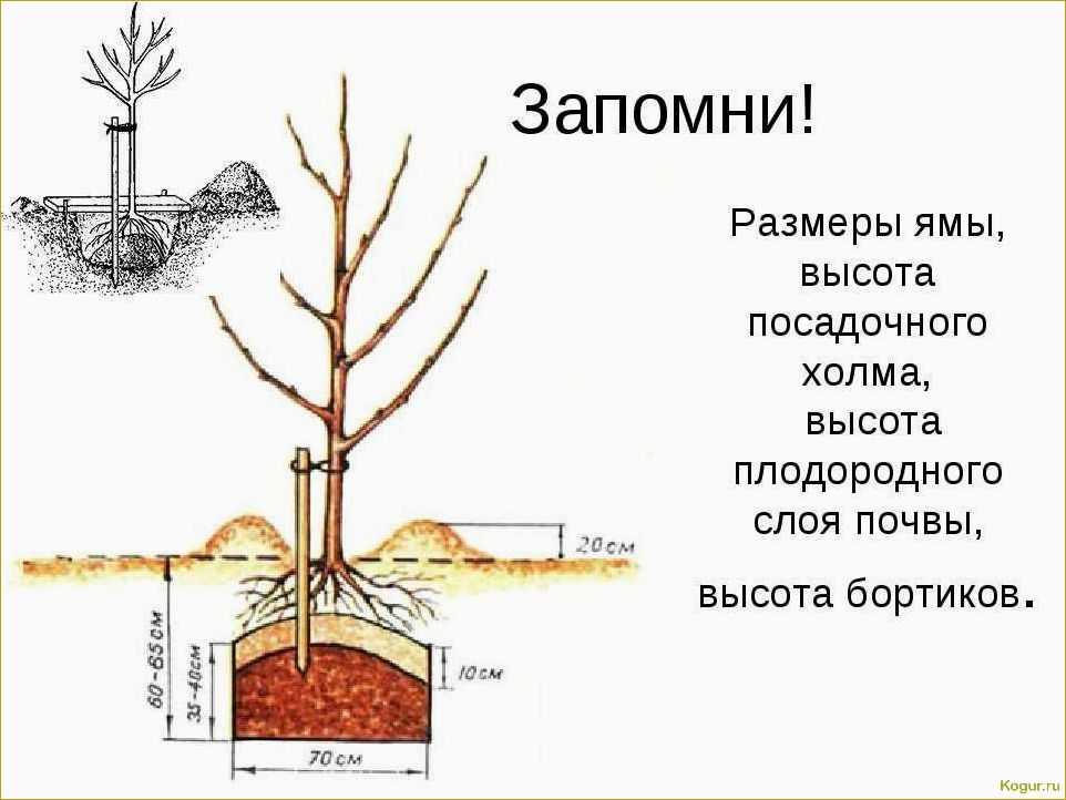 Посадка и уход за миндалем: важность планирования