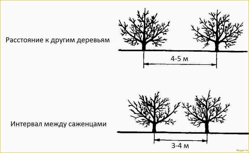 Посадка и уход за миндалем: важность планирования