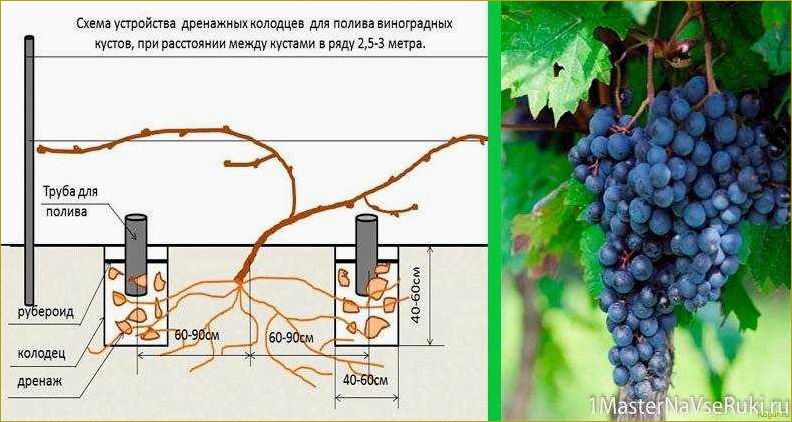 Обновление старых виноградников с помощью новых сортов винограда