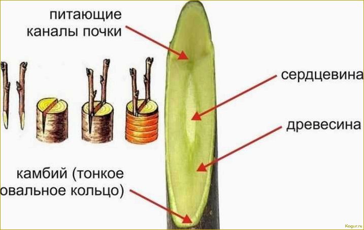 Обновление старых виноградников с помощью новых сортов винограда