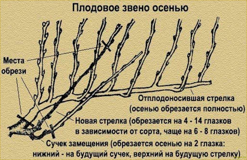 Обновление старых виноградников с помощью новых сортов винограда