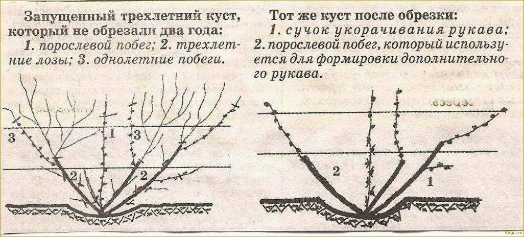 Обновление старых виноградников с помощью новых сортов винограда