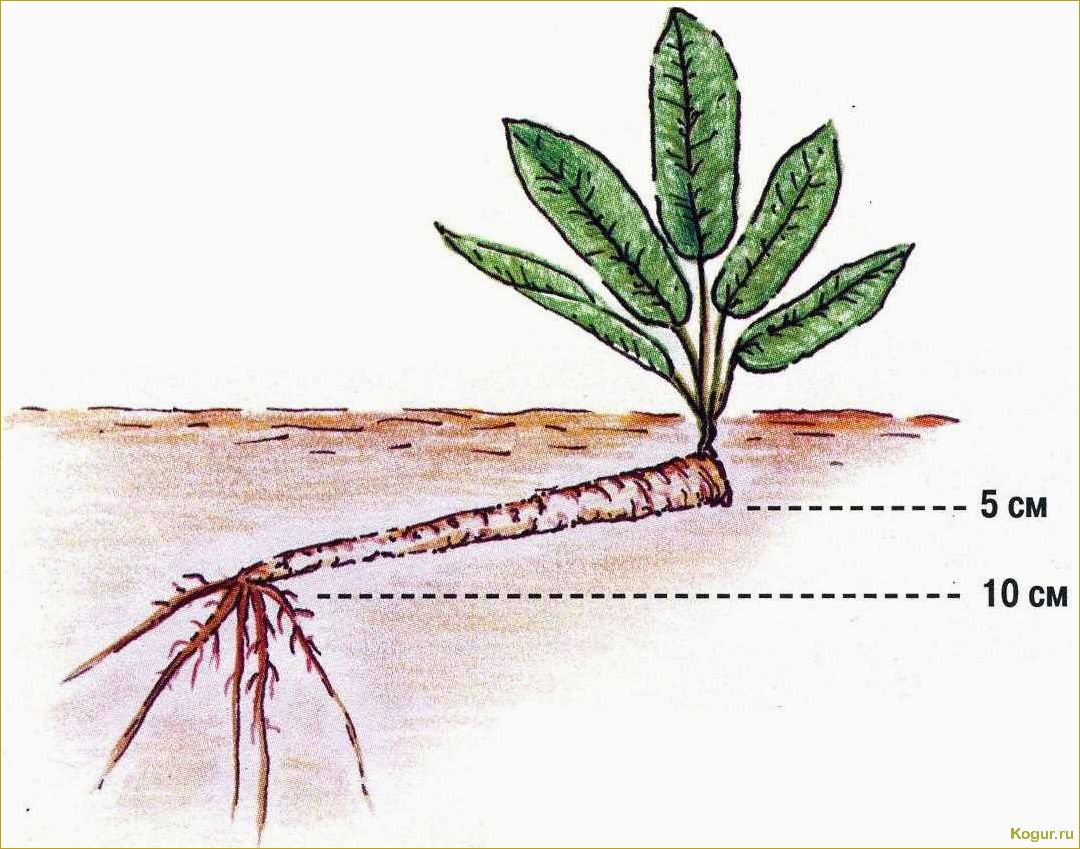 Увлекательная посадка и уход за хреном в открытом грунте