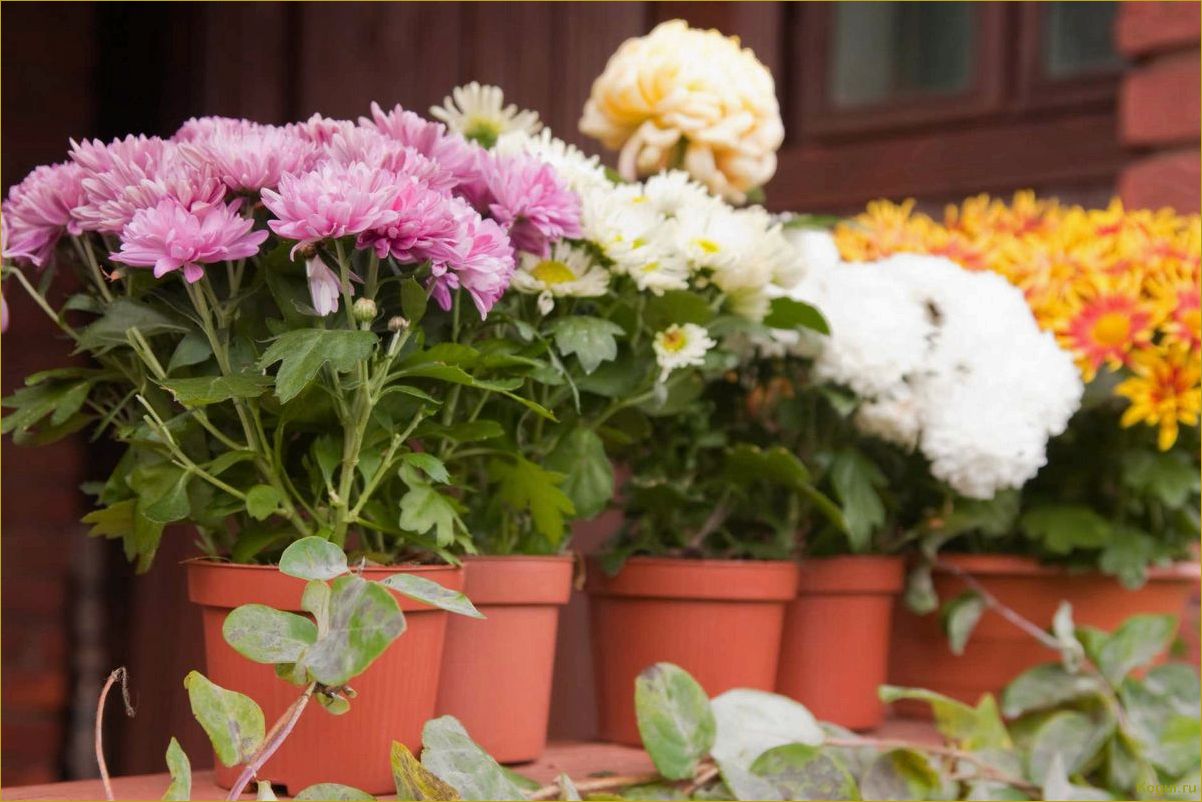 Как правильно ухаживать за хризантемой в домашних условиях?