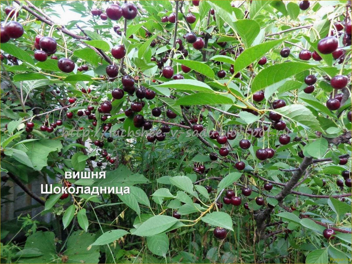 Знакомство с удивительной вишней сорта Шоколадница