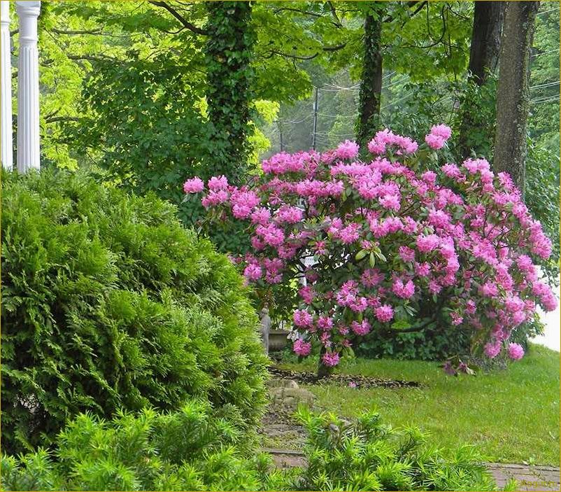 Особенности и преимущества рододендрона Ледебура в саду
