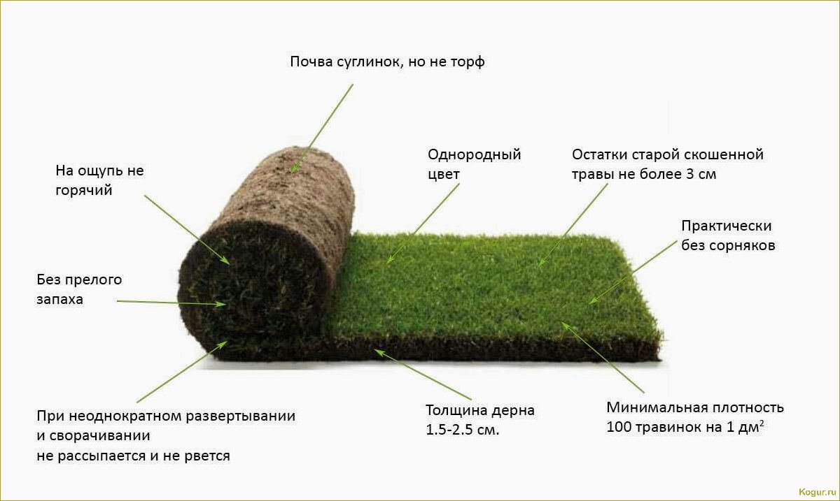 Как создать красивый газон на глинистой почве: советы и рекомендации